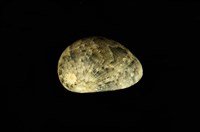 藏品(玉女蜑螺)的圖片